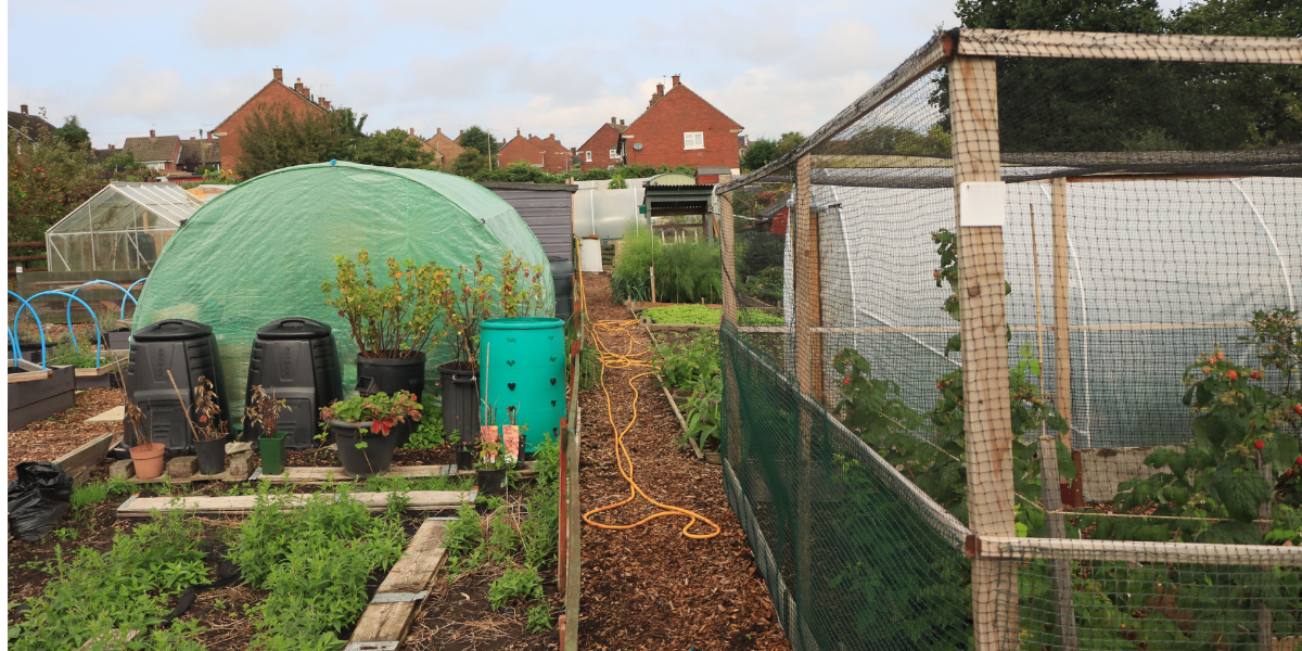 Man on an allotment thinking